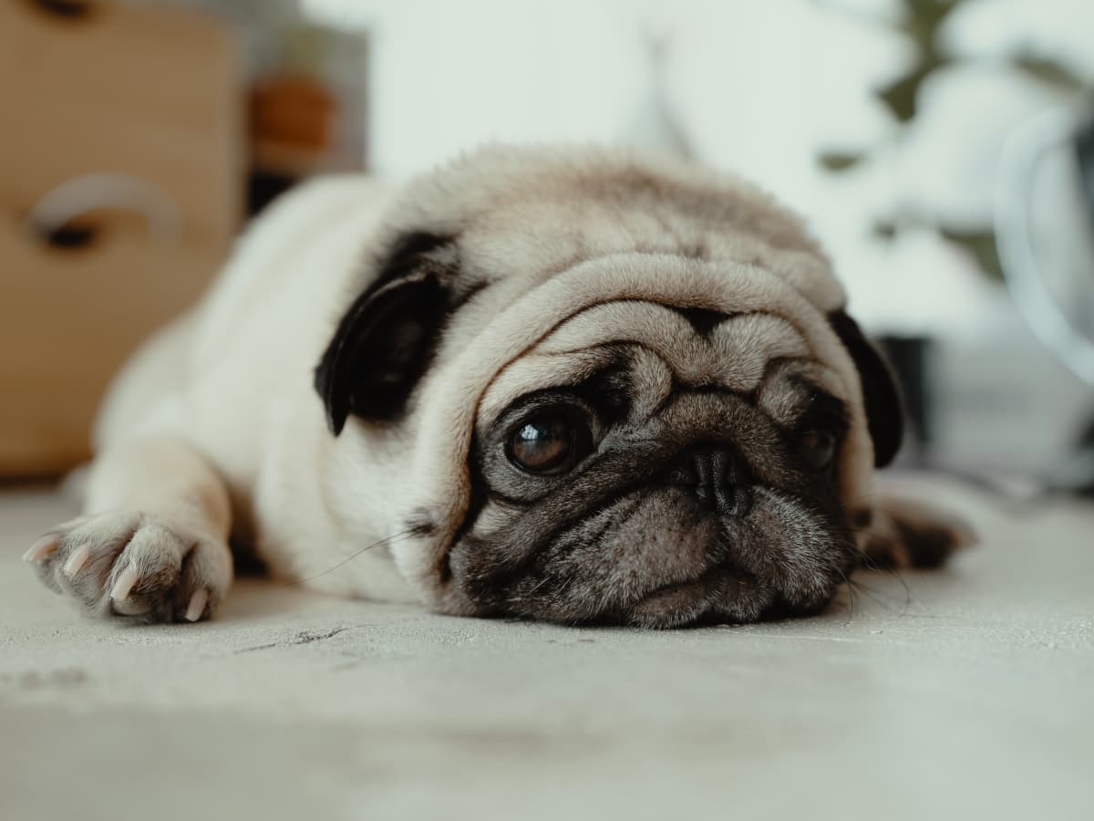 What Is Bloody Vomiting in Dogs?