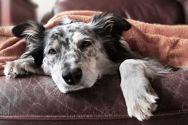Internal Parasites in Dogs 