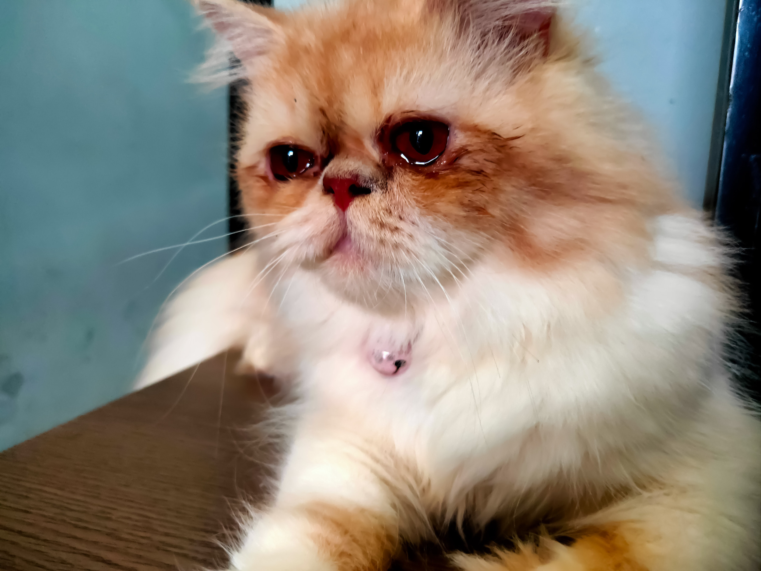 Why Do Cats Cry?
