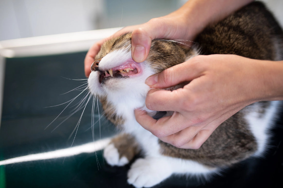 Dental Disease
