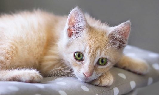 What Are the Clinical Signs of Cat Diarrhea?