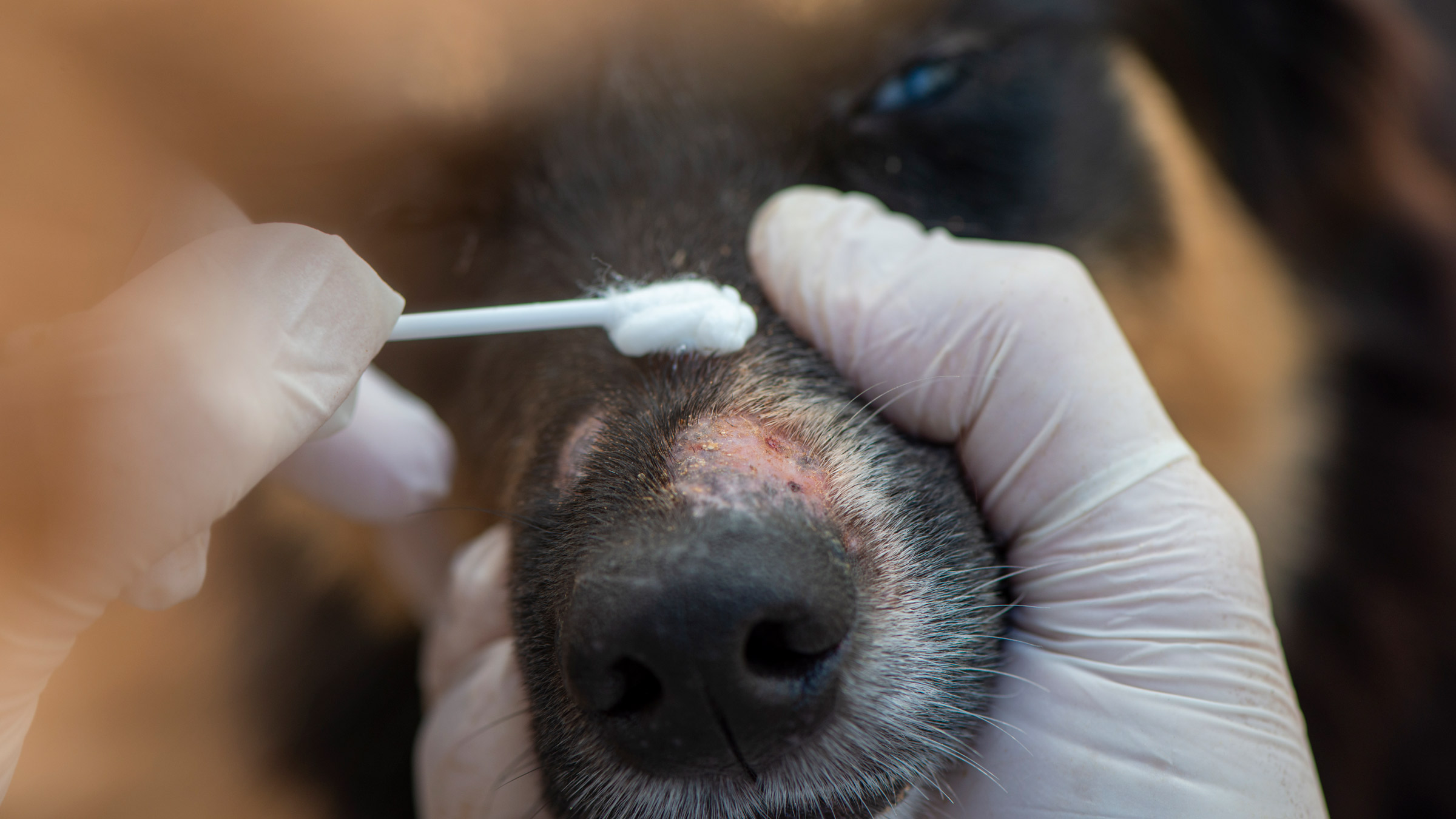 Treatment of Fungal Infections in Dogs