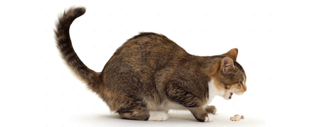 What is Vomiting in Cats?