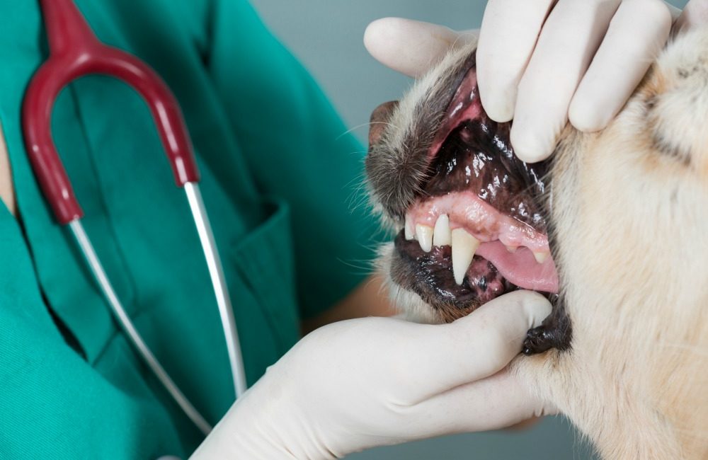 When to contact your vet