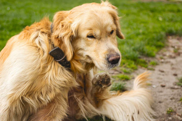 How to Keep Flies Off Dogs