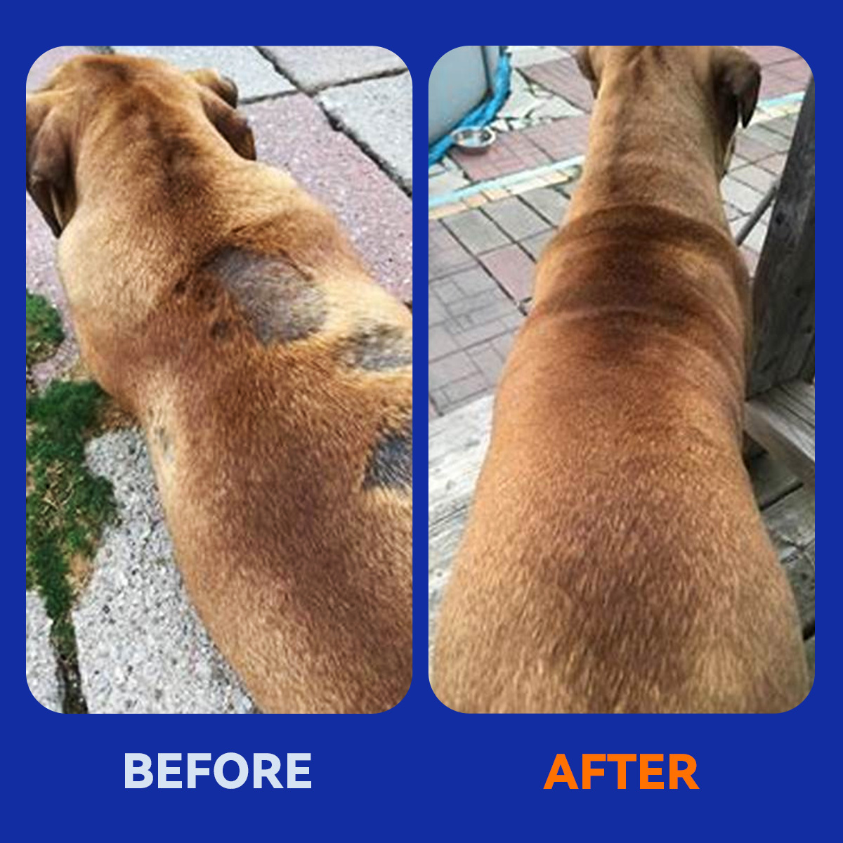 Skin & Coat Crunch for Dogs of All Ages
