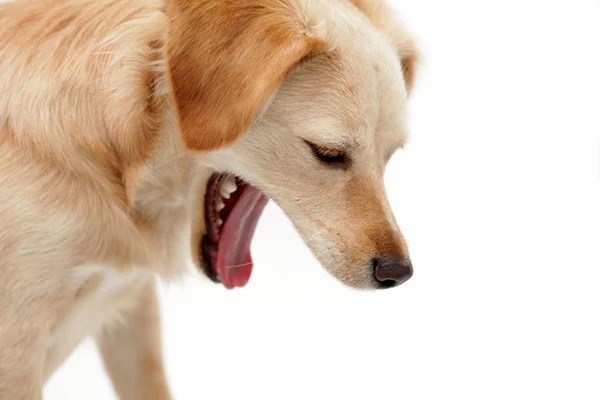 Dog Vomiting: Causes, Symptoms, and Treatment
