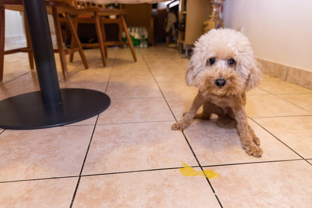 What to Do if Your Dog is Vomiting Yellow Foam
