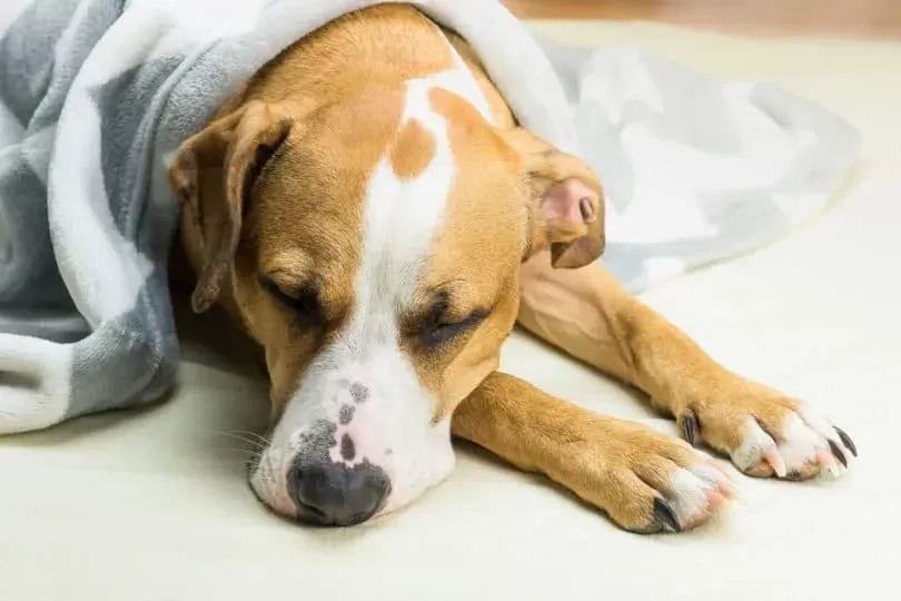 Why Is My Dog Throwing Up Undigested Food?