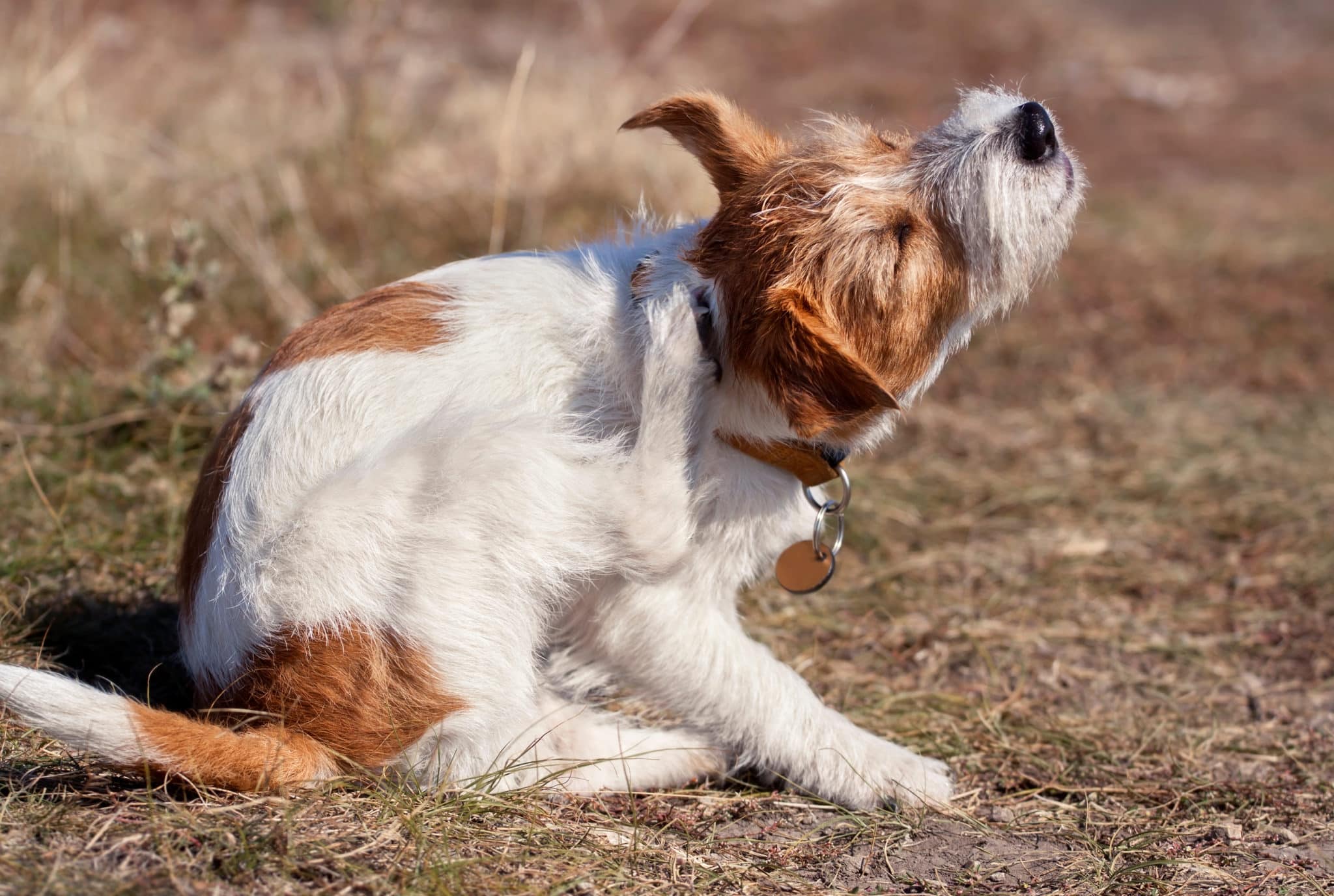  Dog Dry Skin: Causes, Symptoms, and Treatment