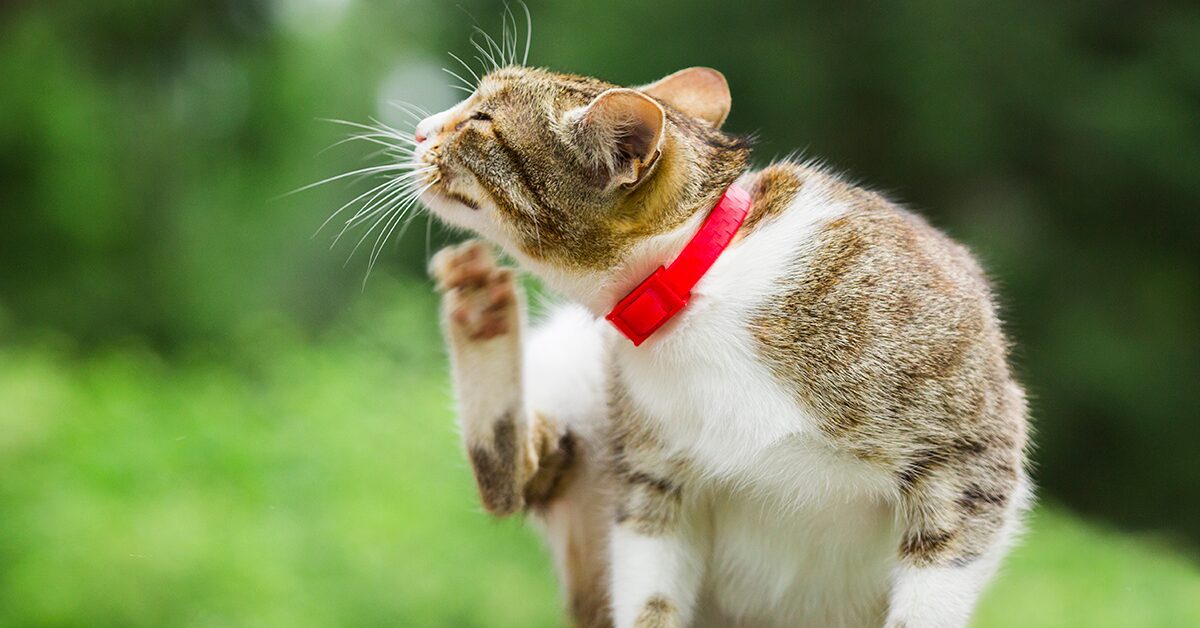 Flea Collars: Long-Lasting Protection