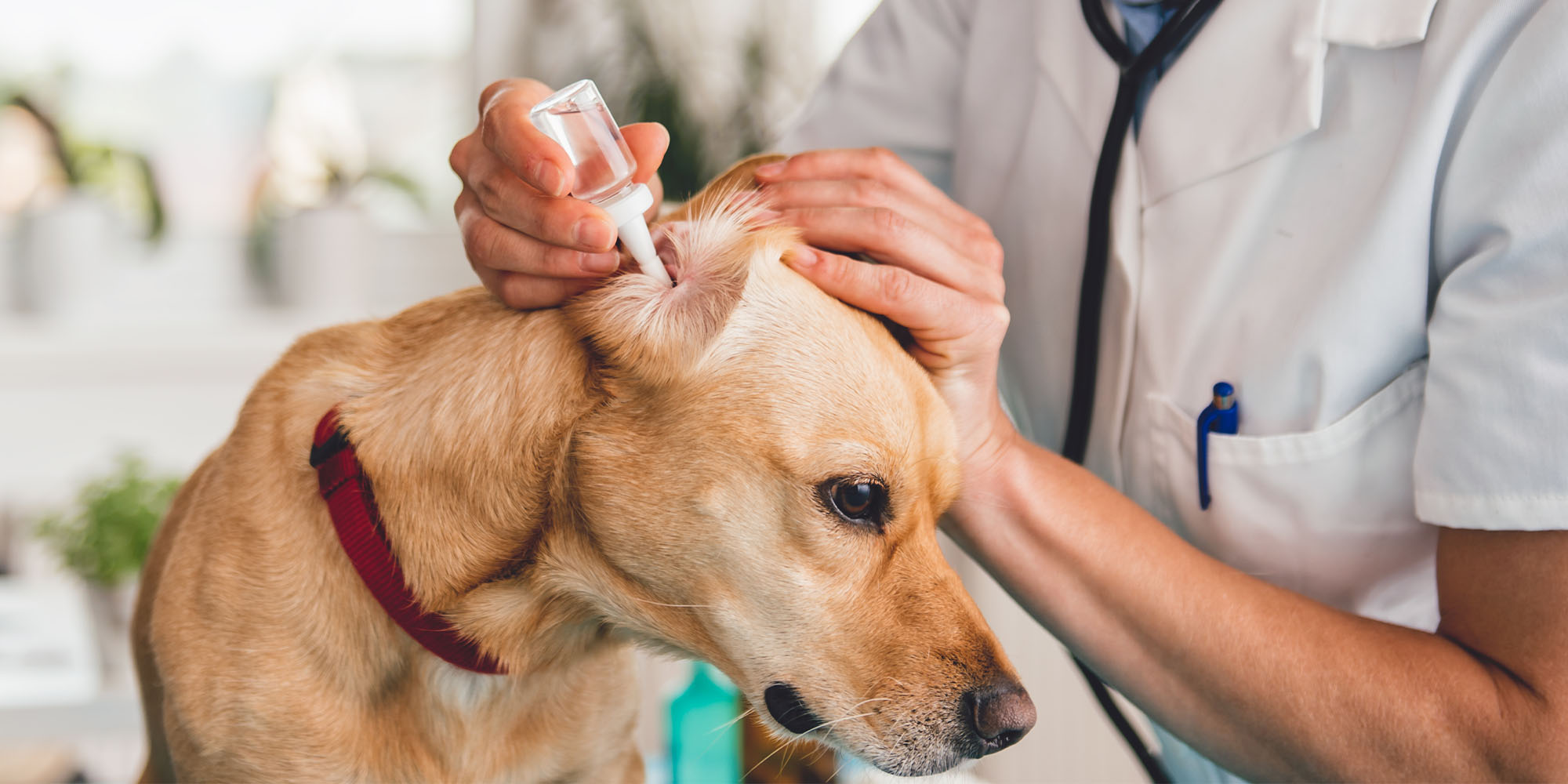 How to Prevent Ear Mites in Dogs