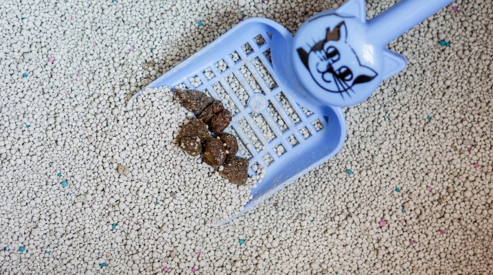 What Should Cat Poop Look Like?