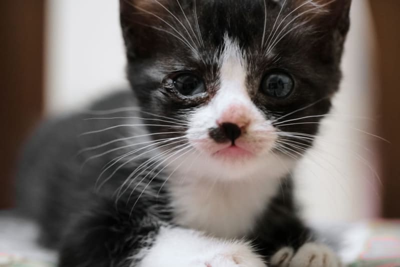 Kitten Eye Infections: Causes, Symptoms, and Treatments