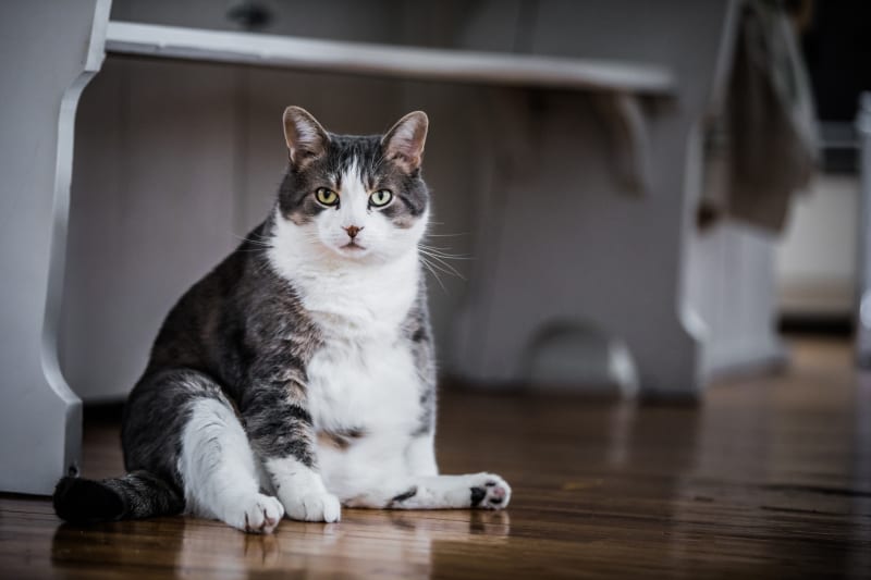 How to Know If Your Cat Is Fat