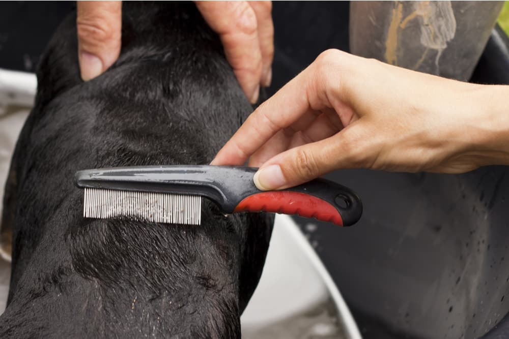 Flea Comb Test