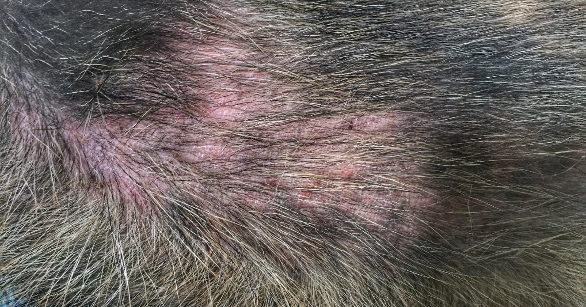 Symptoms of Flea Allergy Dermatitis in Dogs