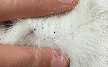 Flea Dirt