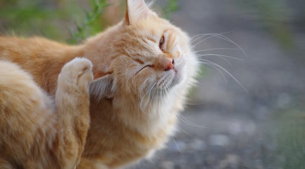 Increased Scratching and Grooming