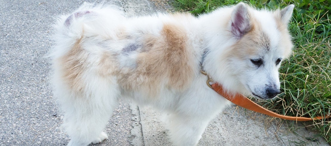 Understanding Dog Skin Allergies: Causes, Symptoms, and Treatment