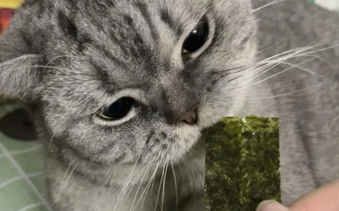 cat eat sea moss