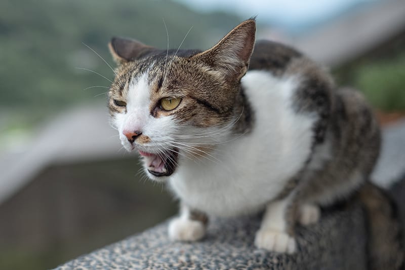 cats Persistent Rapid Breathing