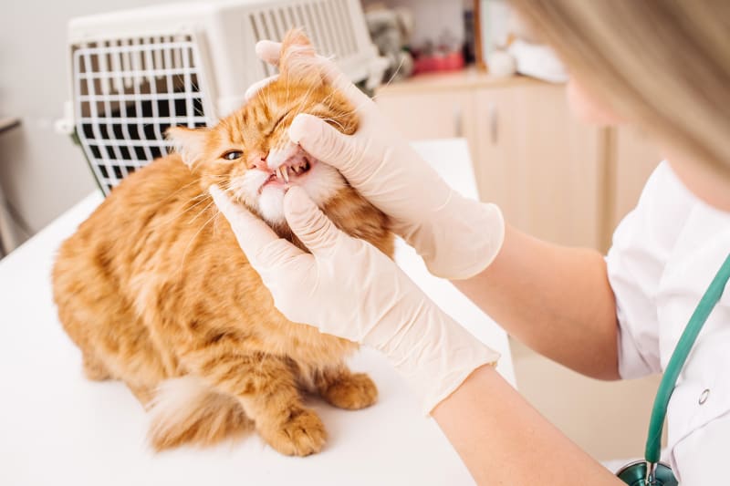 Regular Dental Care