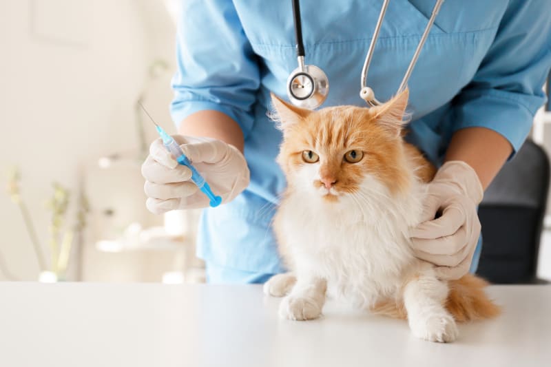 Vaccination and Regular Health Monitoring
