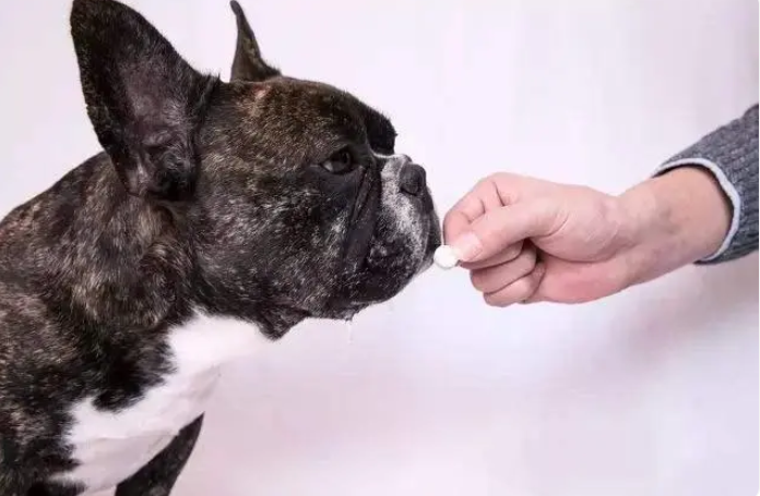 Preventing worms in puppies