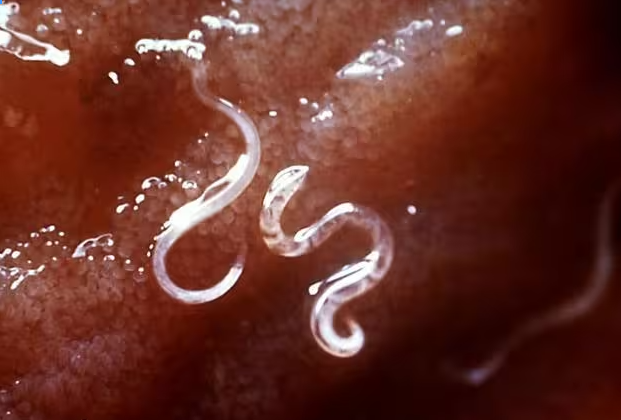 Worms on puppies