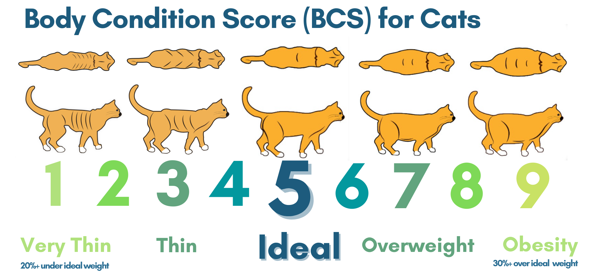 Understanding the Body Condition Score (BCS)
