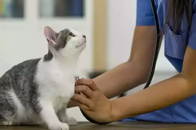 Regular Veterinary Check-Ups