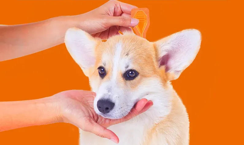 Regular Grooming and Tick Checks