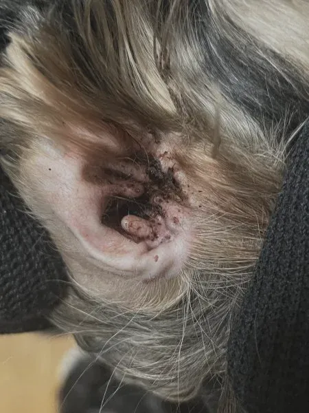 What Are Ear Mites in Dogs?