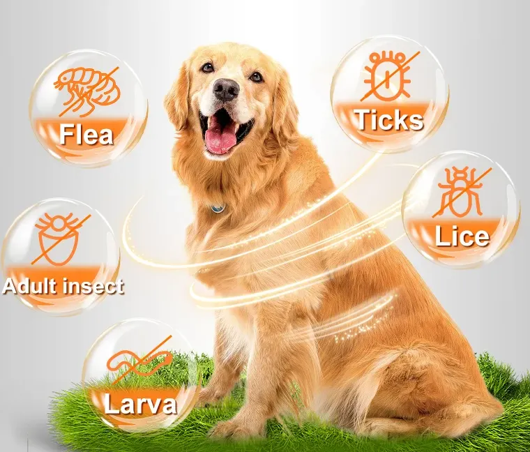 Flea and Tick Prevention