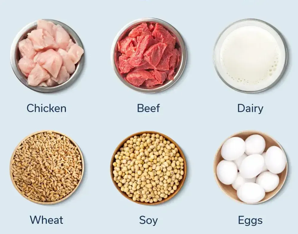 Common Food Allergens in Dogs