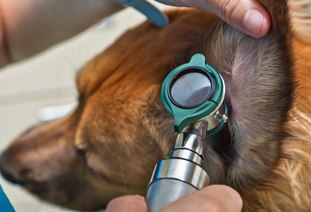How Veterinarians Diagnose Dog Ear Infections