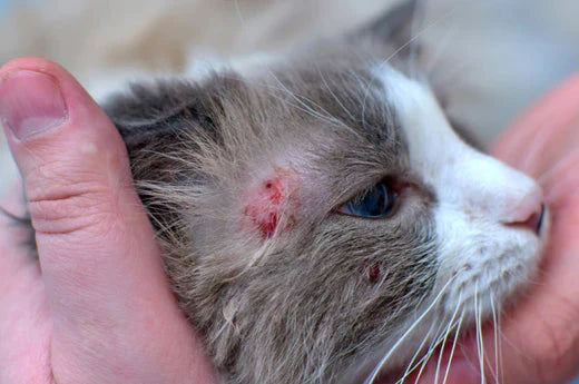 What Are Hot Spots on Cats?