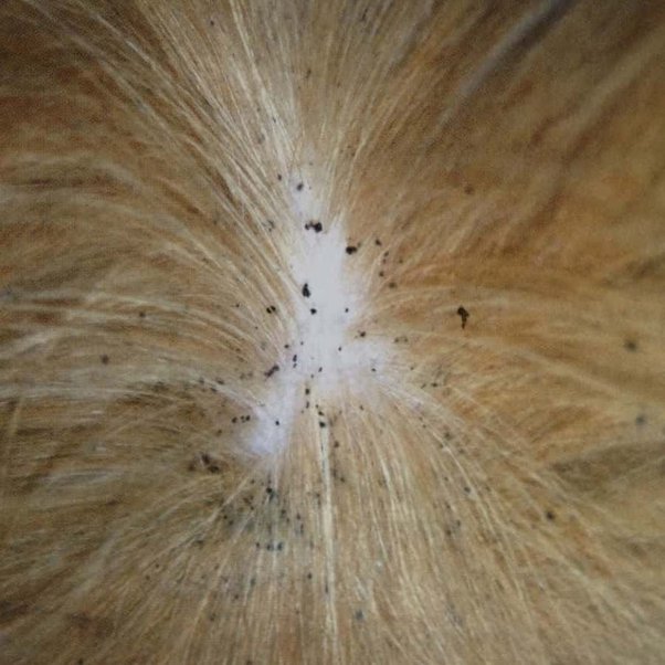 Flea Dirt and Flea Eggs on Cats