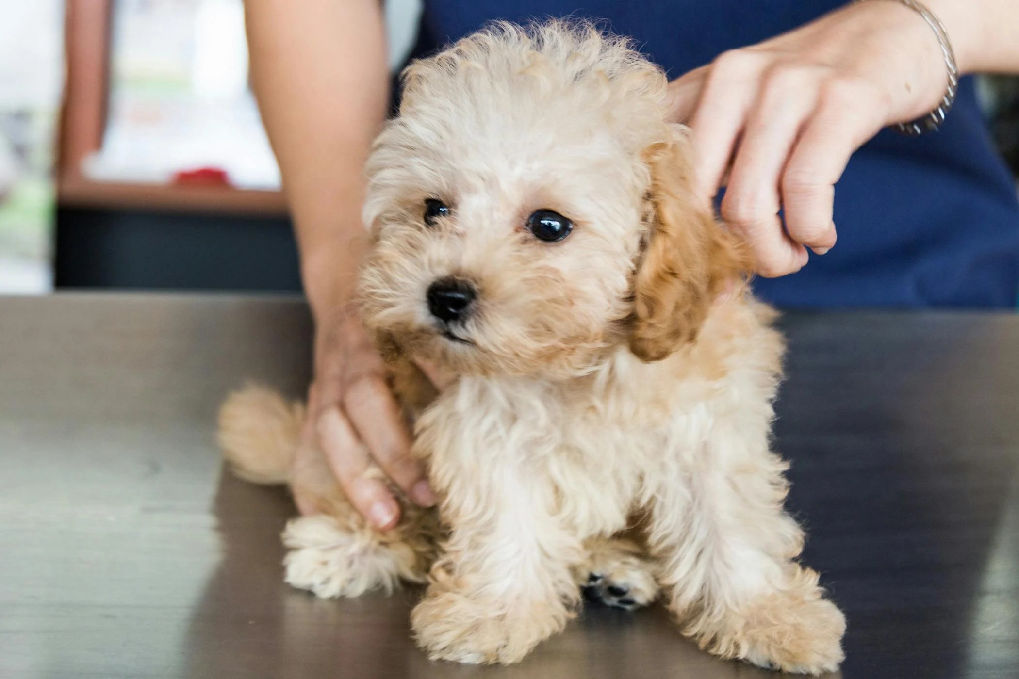 Dog Vomiting Blood:  Common Causes and What to Do