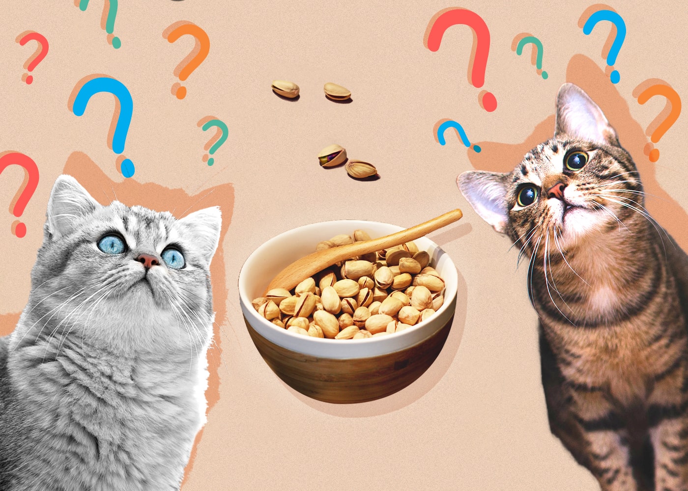 Can Cats Have Pistachios