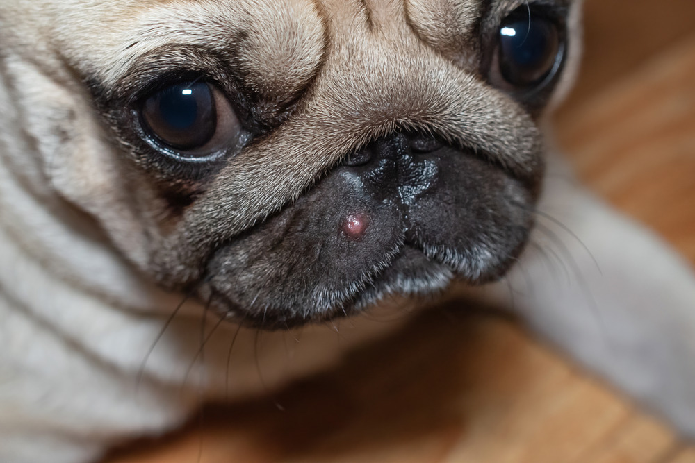Symptoms of Bacterial  Skin Infection in Dogs
