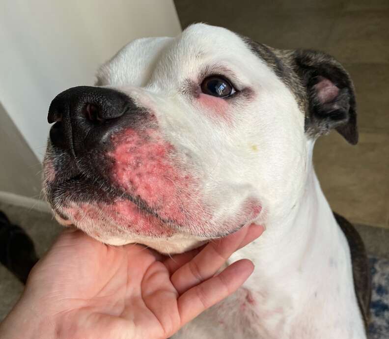 dogs Allergies