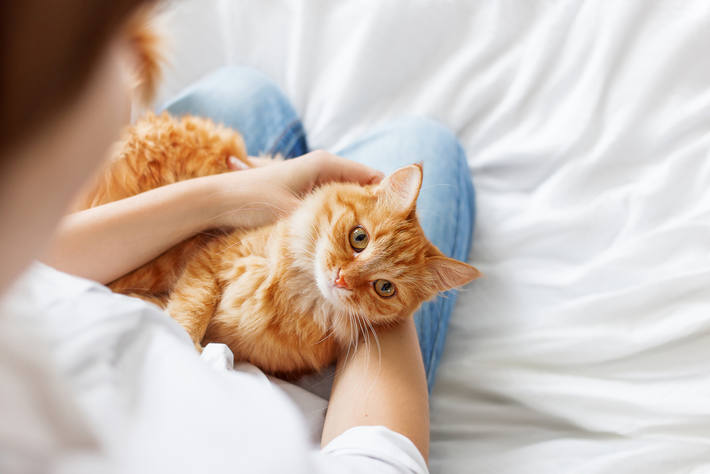 What If My Cat Has a Seizure