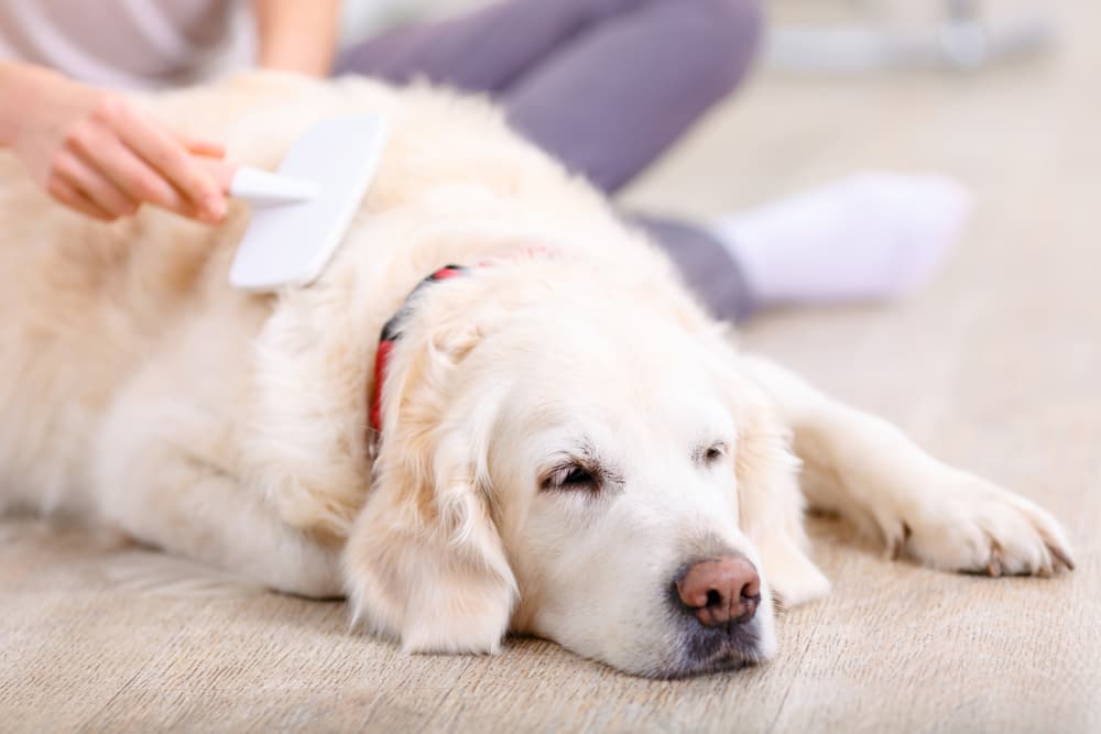 Prevention of Seborrhea Dermatitis in Dogs