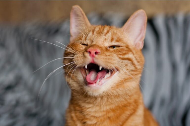 How Many Teeth Do Kittens Have?