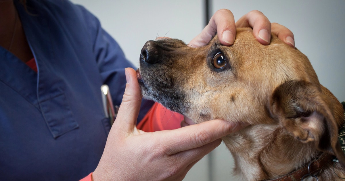 How Veterinarians Diagnose Bleeding from the Dogs' Mouth