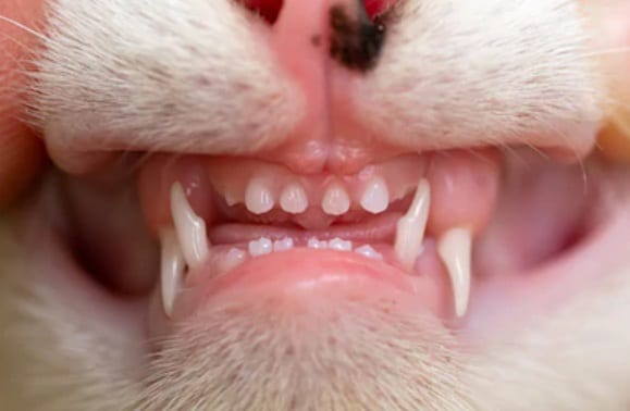 Cat Losing Teeth: Causes, Symptoms, and Treatment