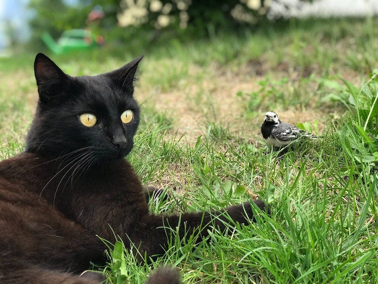 How Do Cats Get Fungal Infections?