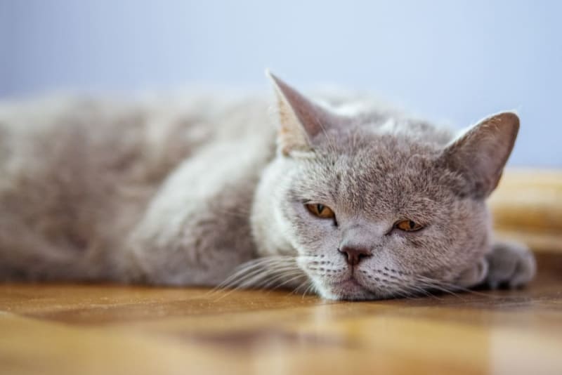 How to Get Rid of Worms in Cats